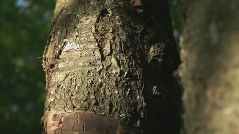 Big Bold Tree Standing in The Forest