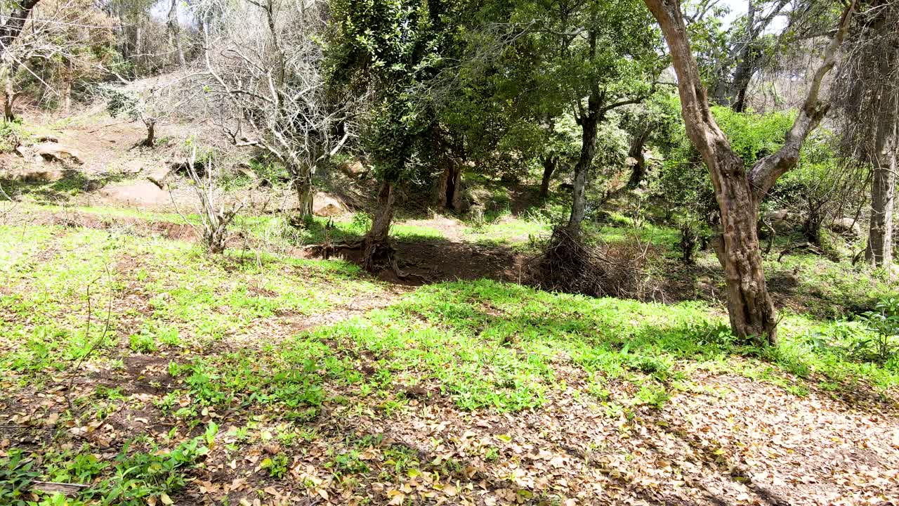 cielo de la aldea al aire libre hermoso paisaje de la aldea del bosque del paisaje aéreo - fotografía aérea del bosque rural kenia - controlador inalámbrico de drones quadcopter