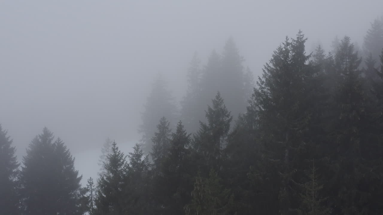 Aerial Winter Forest Snow Fog