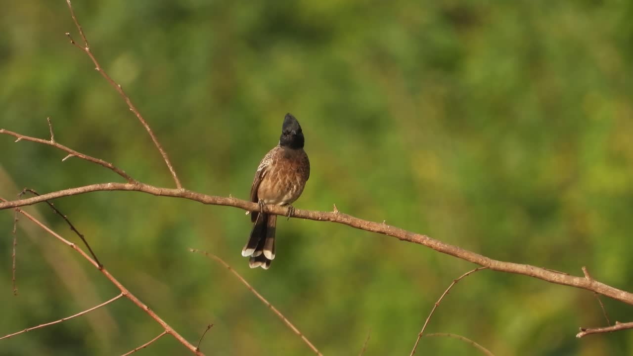 bulbul de ventilación roja en el árbol.