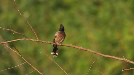 Bulbul-De-Ventilación-Roja-En-El-árbol.