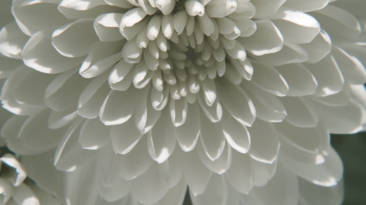 Vista macro di un fiore bianco, slow motion