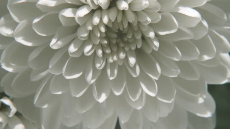 macro view of a white flower, slow motion