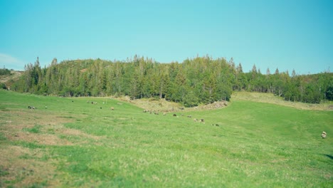 Bergwiese-Mit-Herde-Grasender-Kühe-In-Der-Ferne-In-Indre-Fosen,-Norwegen---Weitwinkelaufnahme