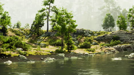 misty forest lake