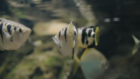 Close-up-of-group-of-archerfish-swimming-in-brackish-water-in-Uminomori-Aquarium-in-Sendai,-Japan