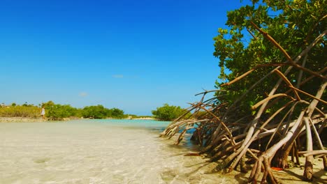 Red-Mangroves-In-Natural-Blue-Pond-On-A-Sunny-Day-In-Willemstad,-Curacao