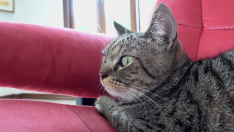 cute cat on red sofa