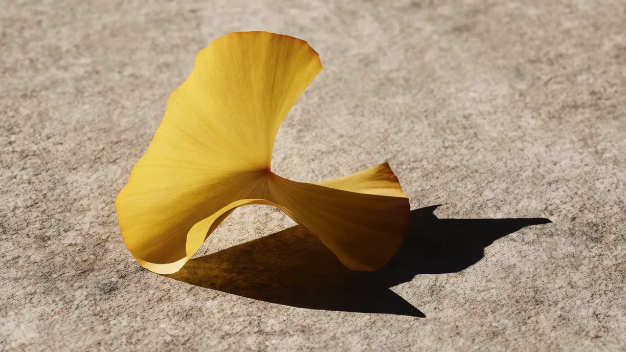 Yellow Ginkgo Leaf