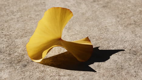 yellow ginkgo leaf