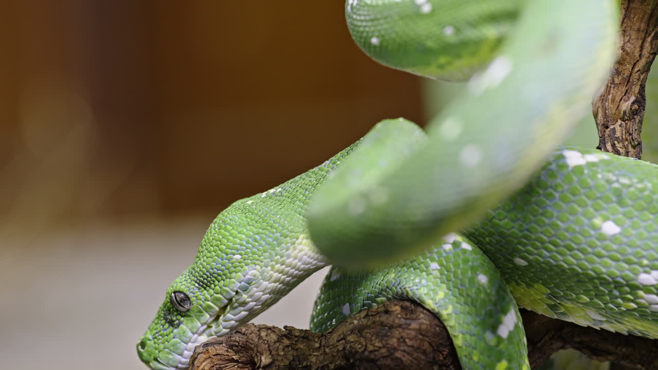 Green Morelia viridis snake coiled on branch with vibrant scales in close-up