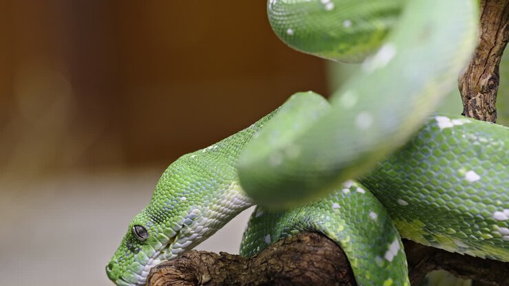 Green Morelia viridis snake coiled on branch with vibrant scales in close-up