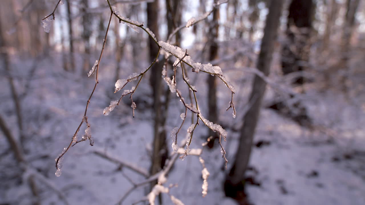 schnee und eis bedeckte ast
