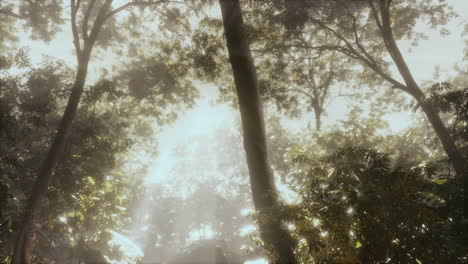 Grüner-Wald-Mit-Lichtstrahl