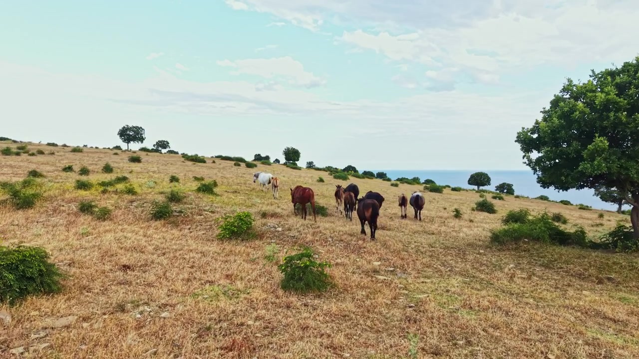 Il bestiame pascola su terreni aperti vicino alla costa, godendosi il sole caldo e il verde rigoglioso sotto un cielo sereno, in un contesto rurale.