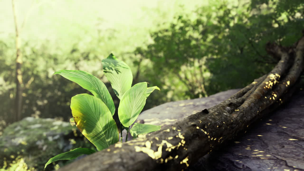 Lush green leaves grow near a mossy log in a vibrant forest setting