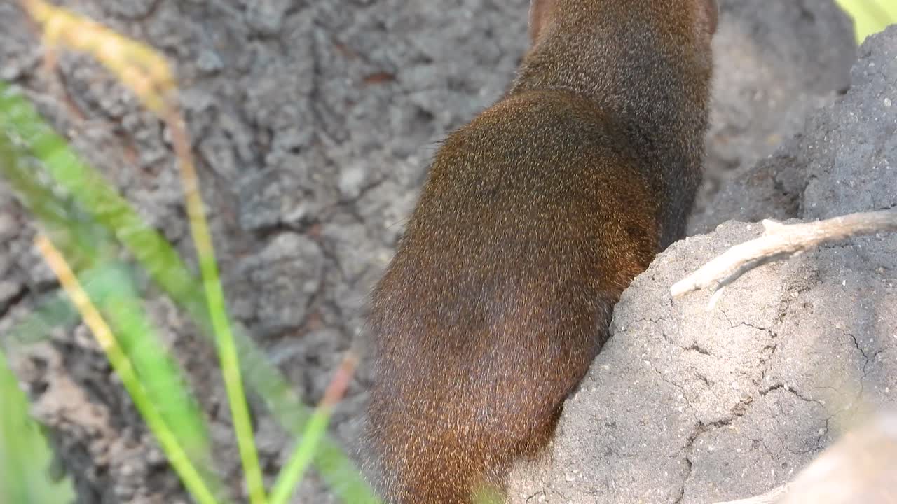 una pequeña mangosta se sube a un tronco de árbol bajo la brillante luz del sol en el parque nacional kruger