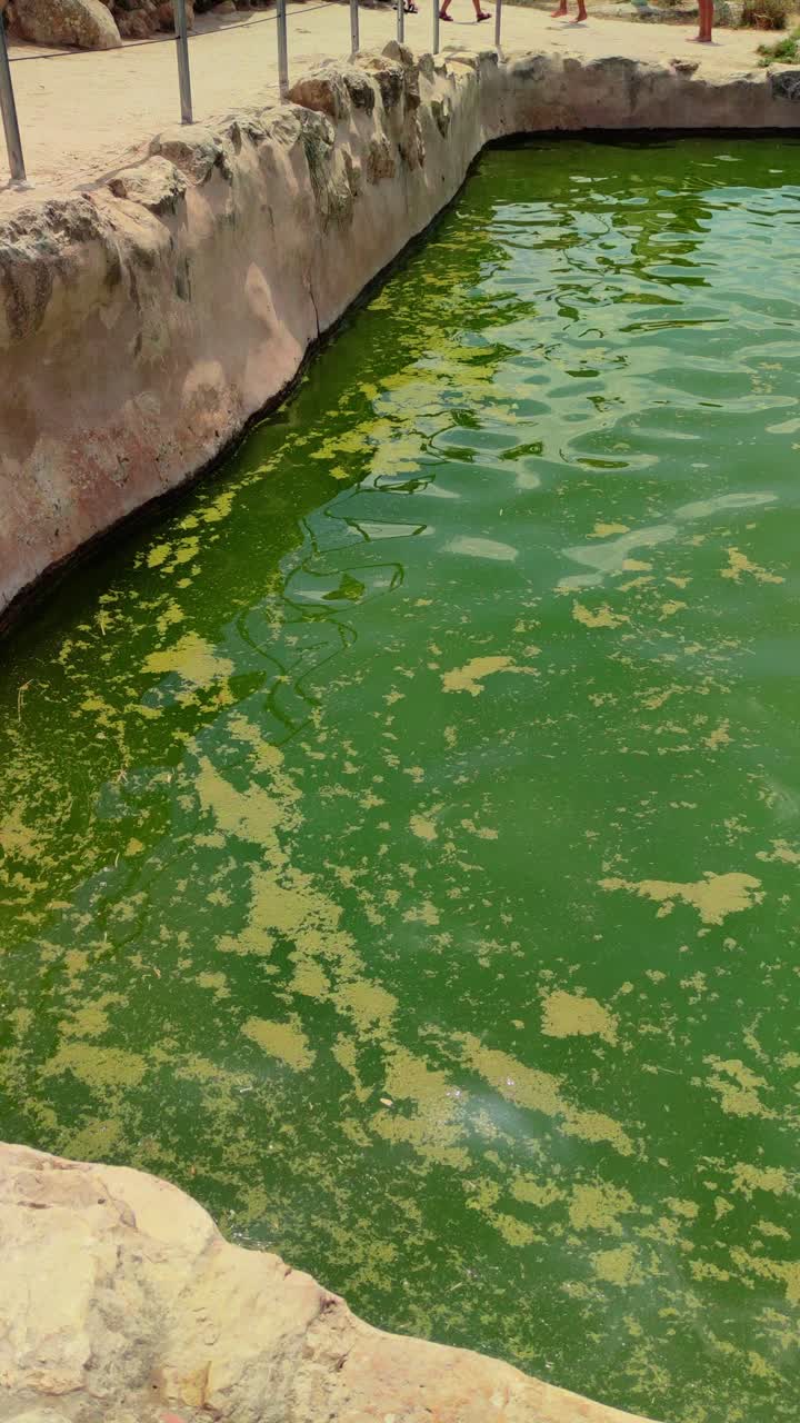 A green pond with a greenish-brown color