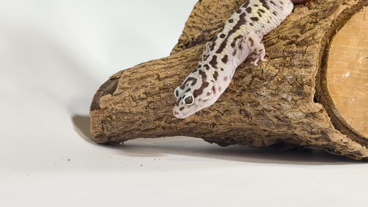 Un geco leopardino striscia e muove la lingua mentre riposa su un tronco di legno