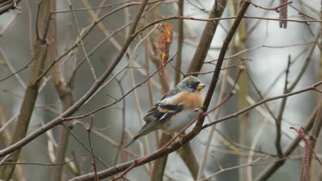 brambling birds perched on branch and fly away on spring day