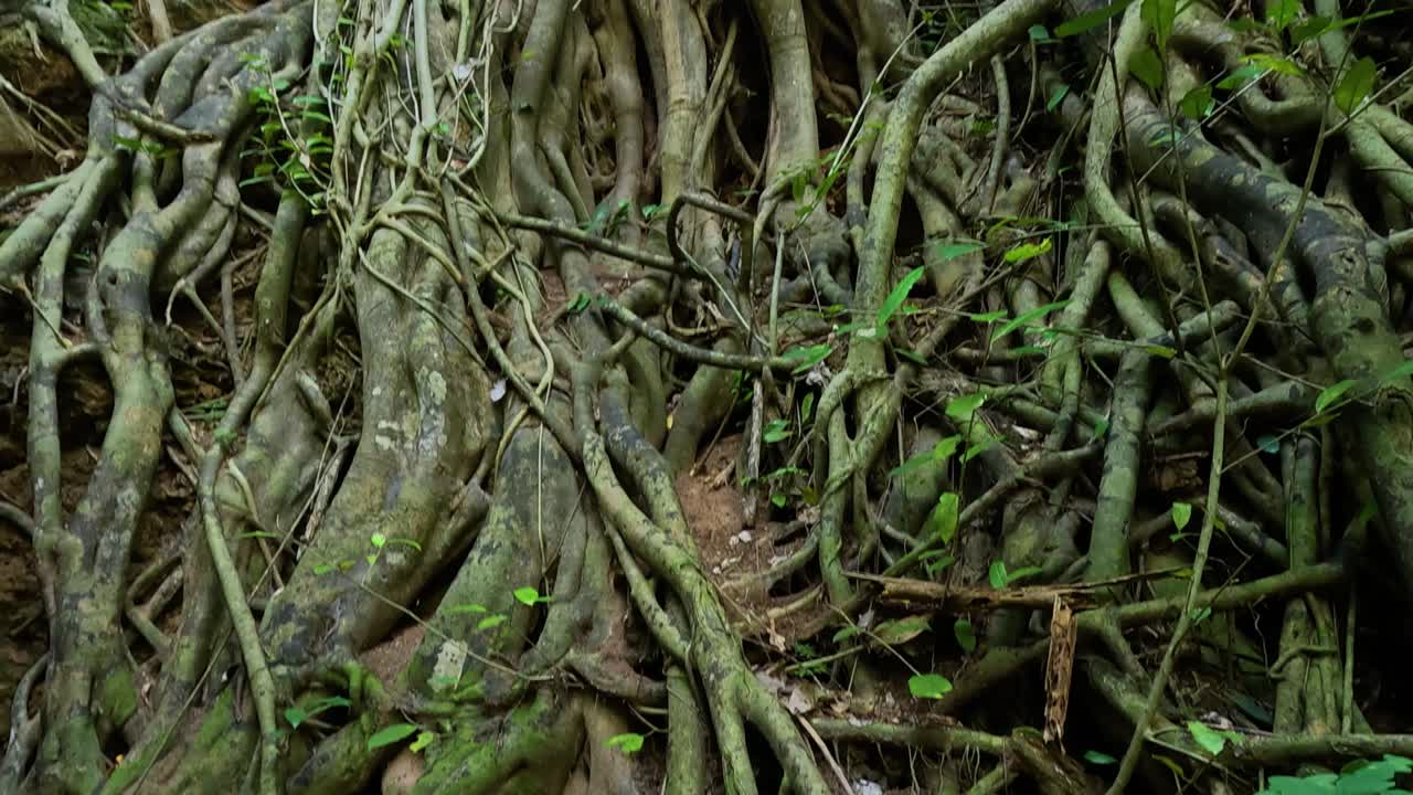 Dense banyan tree roots intertwine in a lush forest setting, captured with natural lighting and steady camera movement