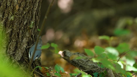 la nuez eurasiática o la nuez de madera en un tronco de árbol con comida en el pico en el bosque de verano coreano