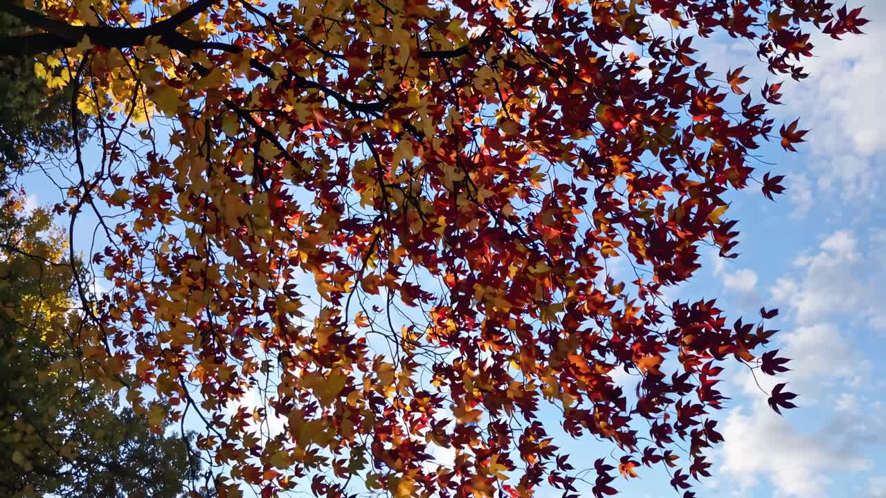 Upward angle captures vibrant autumn leaves against a blue sky, creating a serene, natural video