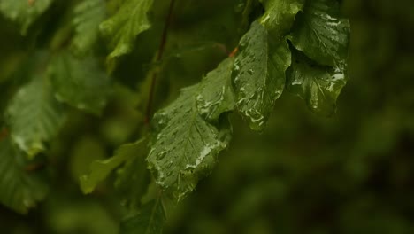 raindrops patter down on leaves during rain in a forest. mystical atmosphere and shot in slow motion