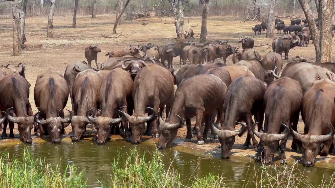 아프리카 버팔로 (syncerus caffer) 는 말라위의 마제테 야생동물 보호구역에서 건조한 계절에 인공 물웅이에서 물을 마시기 위해 왔습니다.