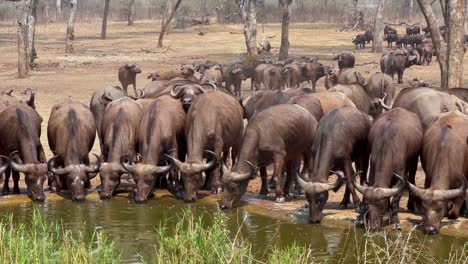 los búfalos africanos (syncerus caffer) han venido a beber en un pozo de agua artificial durante la temporada seca en la reserva de vida silvestre de majete, malawi.