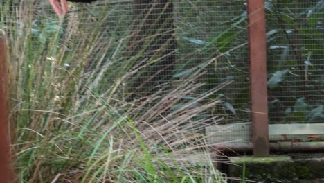 ducks and spoonbill interacting in zoo enclosure