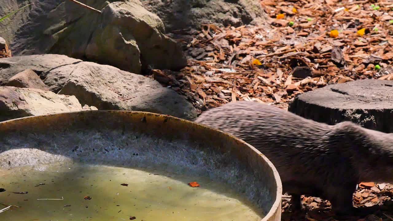 Otter eating and drinking on the ground