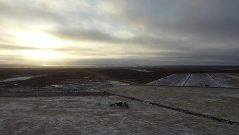 Aerial-over-herd-of-horses-Icelandic-ponies-at-sunset-on-farmland-in-Iceland