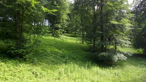 4k slow drone footage moving through green trees in a forest