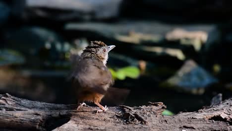 The-Abbot’s-Babbler-is-found-in-the-Himalayas-to-South-Asia-and-the-Southeast-Asia