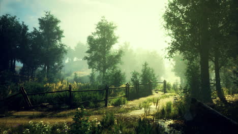 tranquil forest path leading to distant hills during golden hour light
