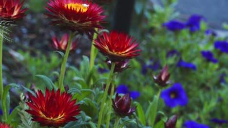 Dolly-shot-of-white-spider-on-yellow-and-red-straw-flowers-in-Carmel-garden-with-blue-pansies-in-background