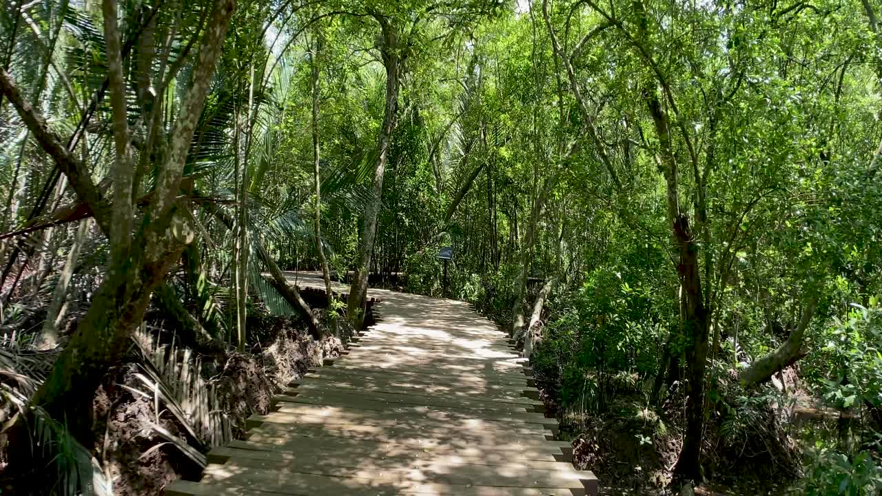 Trail Through Wilderness With Dense Foliage Canopy At Mangrove Swamps In Pulau Ubin Island, Singapore. - Dolly Shot