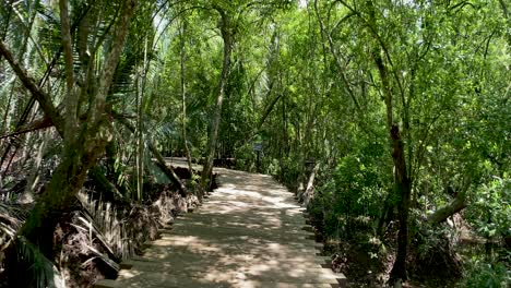 trail through wilderness with dense foliage canopy at mangrove swamps in pulau ubin island, singapore. - dolly shot