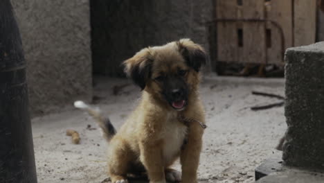 cute dirty puppy sits patiently in alley looking at camera, slow motion