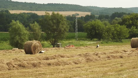 migratory storks forage in rural countryside as tractor harvests hay