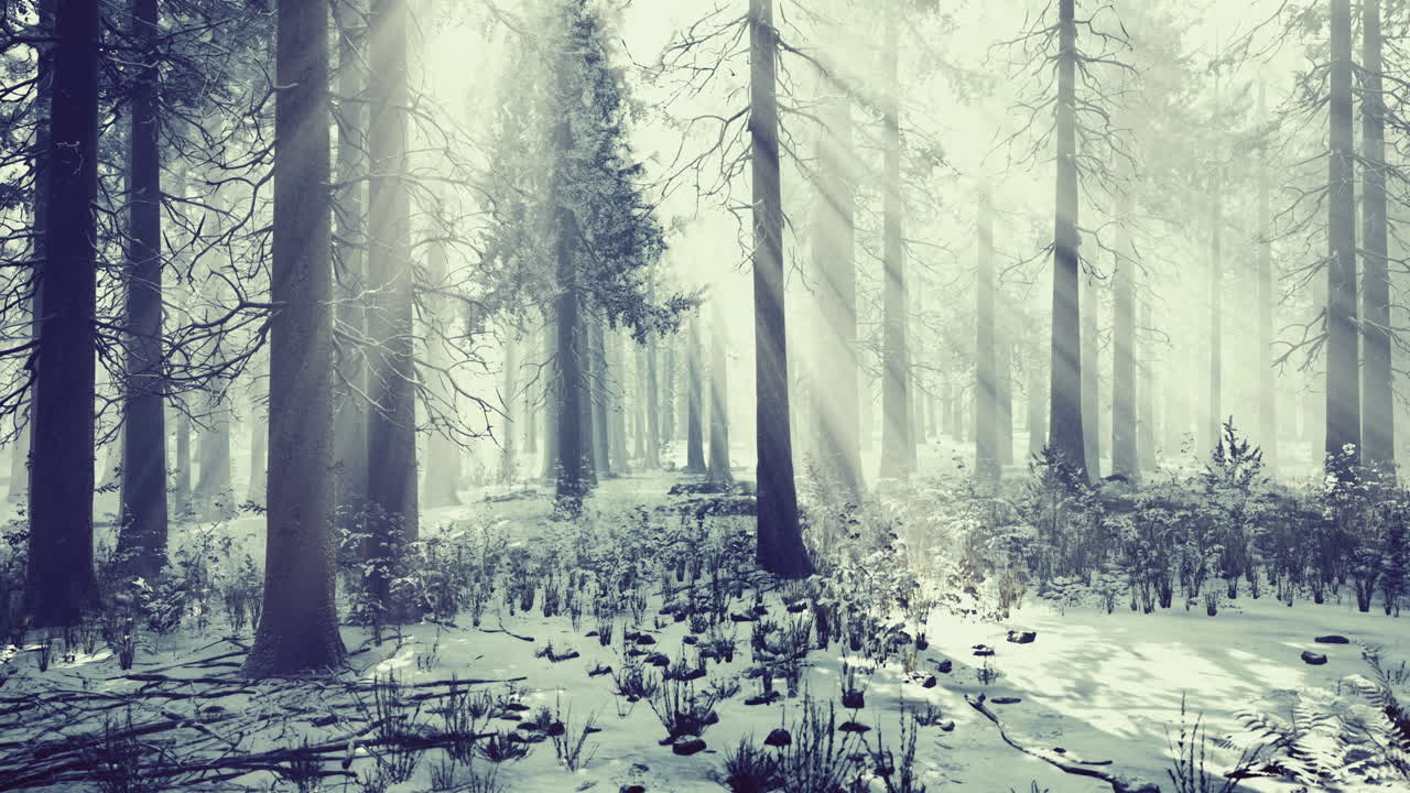 Foresta invernale con luce solare