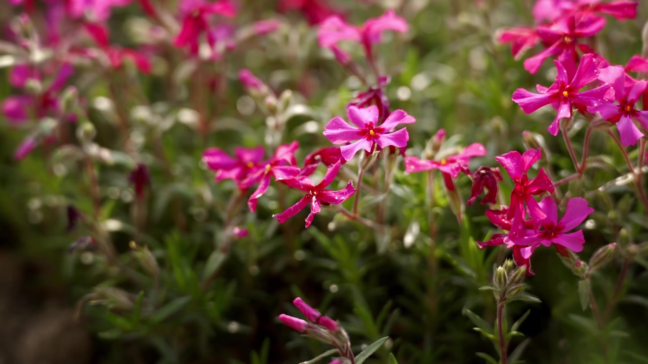Phlox muschiato rosa vivace fiorisce densamente su fogliame sempreverde aghiforme