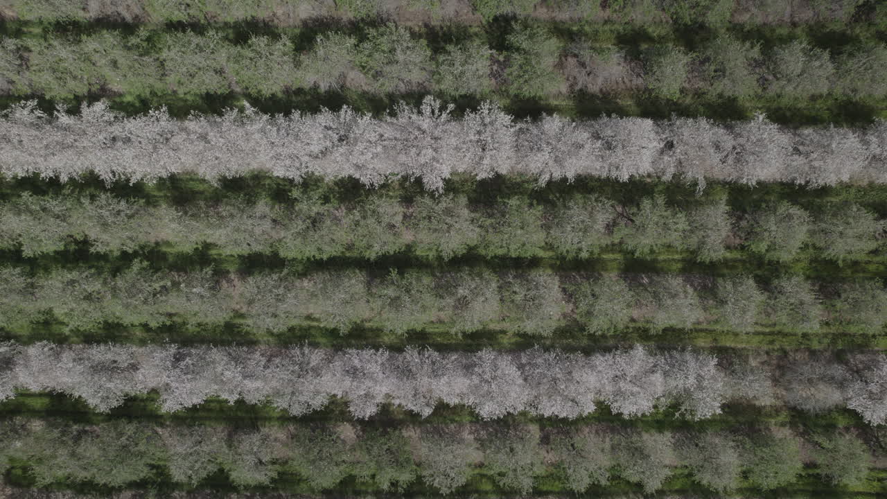 Aerial View of an Orchard with Rows of Blooming and Green Trees