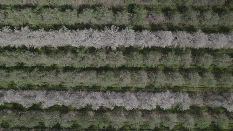 Aerial View of an Orchard with Rows of Blooming and Green Trees