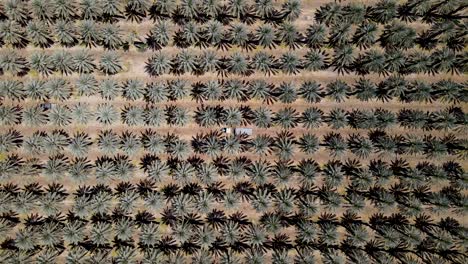 drone shot of a date palm in 4k_1