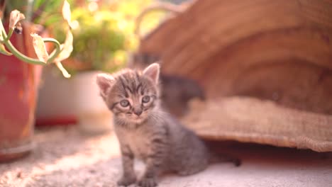 野外で歩くことを学ぶバスケットの可愛い小さな赤ちゃんの猫