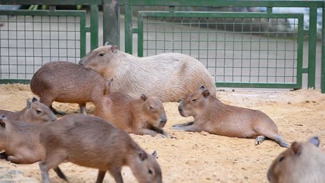 Gruppe-Von-Capybara-In-Einem-Zoo-Von-Thailand