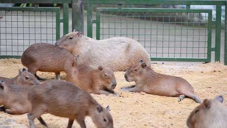 group of capybara in a zoo of thailand