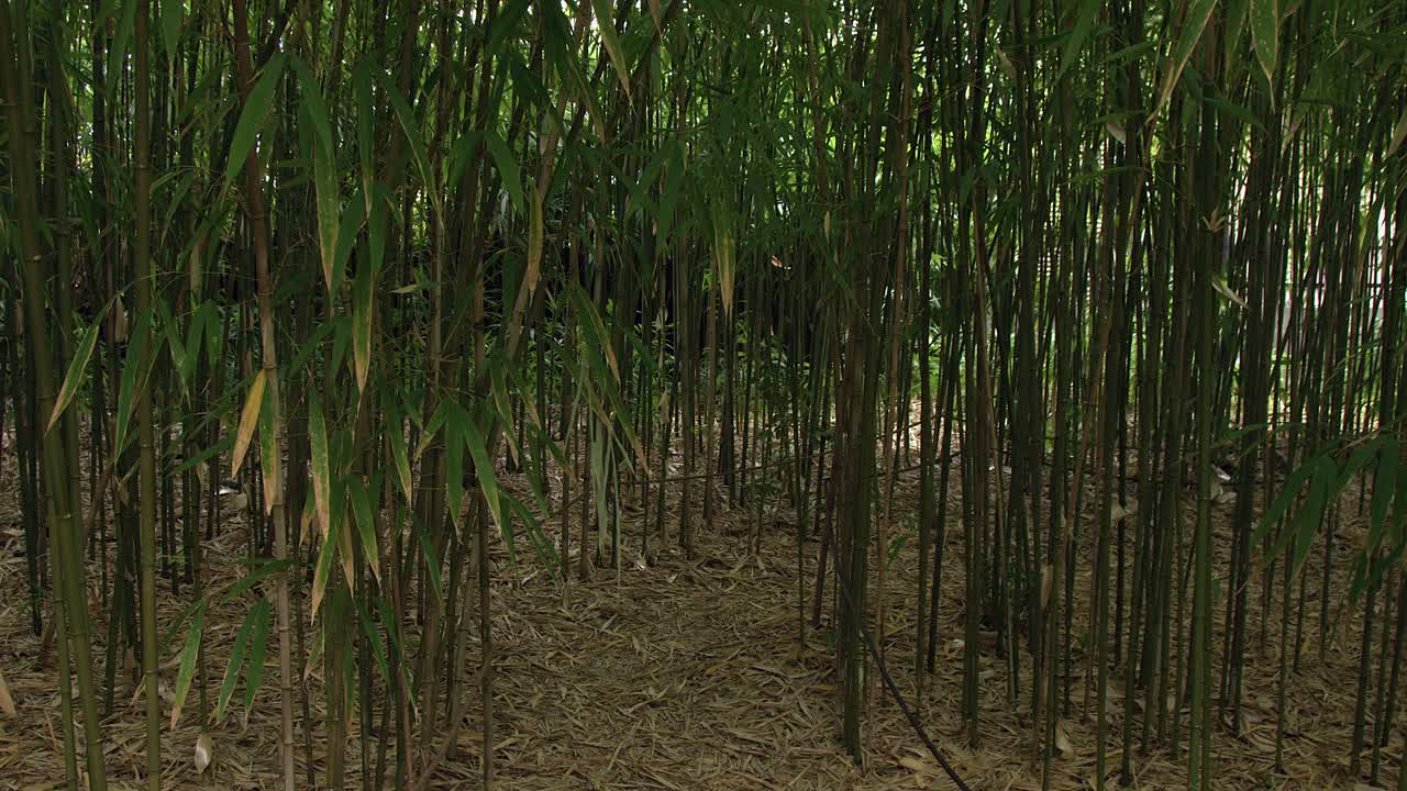 Small roped pathway leads through young bamboo grove in Kyoto Japan